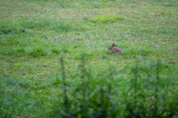 bunny on a field in  the morning