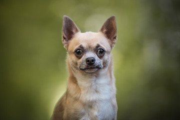 Chiuhauha dog in a wood 