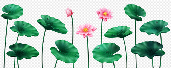 Fototapeta na wymiar Set of isolated lotus leaves and flowers. Blossom of Egyptian bean and buds with drops of water. Decoration or organic ornament for banner. China or Macau, India or Asian symbol. Ornamental petal