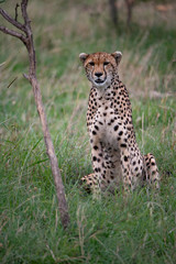 Cheetah sitting up in grass