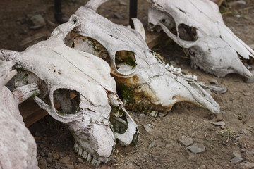 The row of the cow skulls is lying on the ground