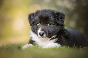 Fototapeta premium Border collie, puppy, playing