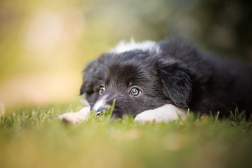 Border collie, puppy, playing