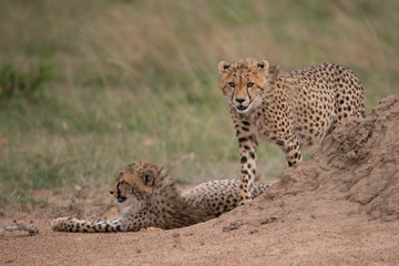 Cheetah prowling around termite mound