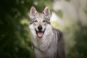 Wolf dog in natural enviroment, lake, wood, nature, dog
