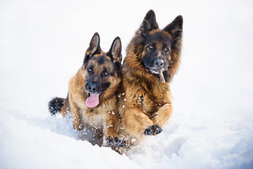 German sheoherd dog, puppy, playing