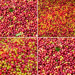 Collection of red Arabica coffee berries background