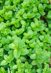 Close up of fresh mints growing in vegetable garden