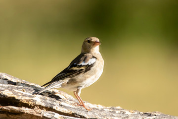 Wild birds in Navarra, Spain. July 2019