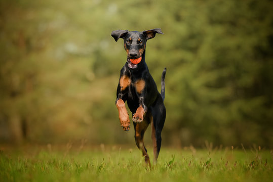 Dobermann dog running with a ball on the grass