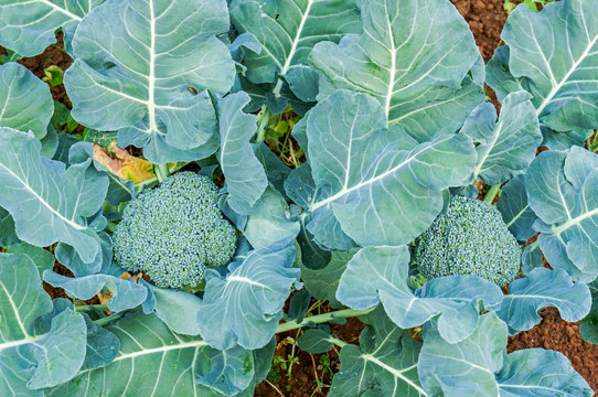 Top view of fresh broccoli growing in vegetable garden