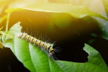 caterpillar eating green leaf in the morning