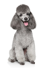 Happy Toy Poodle dog
