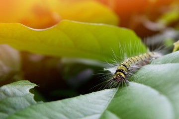 caterpillar eating green leaf in the morning