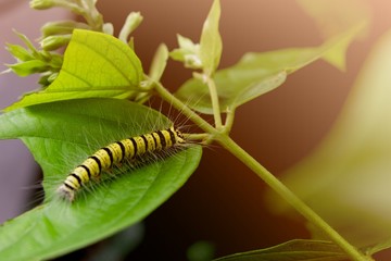 caterpillar eating green leaf in the morning