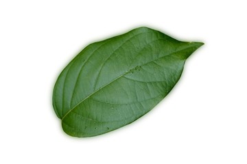 Green leaf isolate on white background
