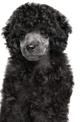 Toy poodle portrait on white background