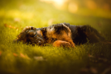 German sheoherd dog, puppy, playing