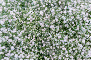 Obraz na płótnie Canvas White spring wildflowers. background. Natural floral background