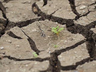 dry cracked earth