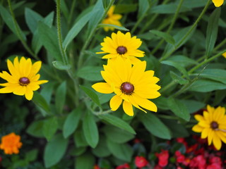 a few yellow flowers in garden