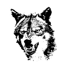 Wolf. The grinning face is black and white. Vector.