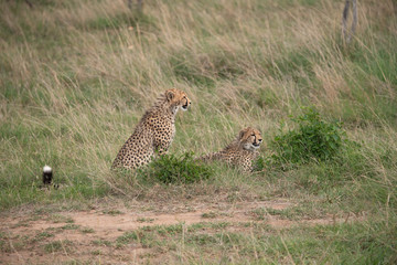 two cheetahs in masai mara kenya