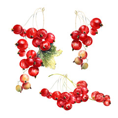 Red currant watercolor set. Juicy red isolated berries.