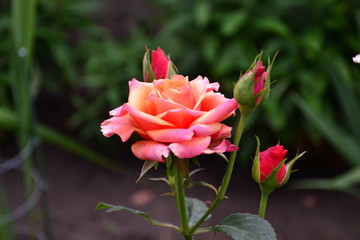 red rose in garden
