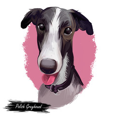 Polish Greyhound dog portrait isolated on white. Digital art illustration hand drawn dog for web, t-shirt print and puppy food cover design. Chart polski, Polish sighthound breed, puppy with tongue