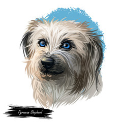 Pyrenean Shepherd dog portrait isolated on white. Digital art illustration for web, t-shirt print and puppy food cover design. Berger des Pyrenees, Pastor de los Pirineos, Petit Pyrenees Sheepdog.