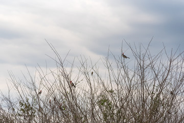 Flock of Paroaria coronata birds landed and in the natural habitat