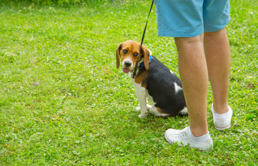 Beautiful beagle puppy dog sitting outdoor in the park. Owner walking with dog.