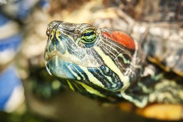 A closeup of the head of a painted turtle.