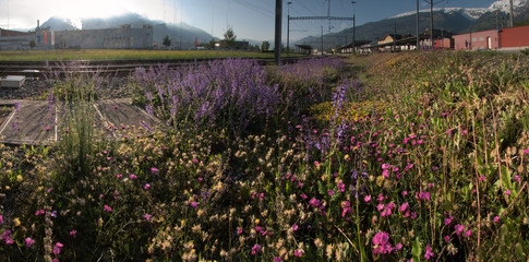 Fototapeta premium Wildflowers growing by the platform of Sargans railway station, Switzerland