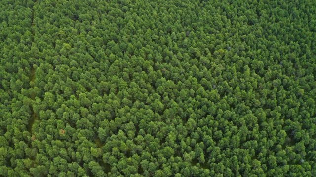 Mixed forest of Siberia in the summer. Aerial view.