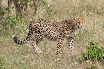 cheetah in the grass
