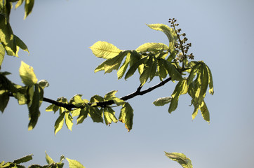 Chestnut Leaves