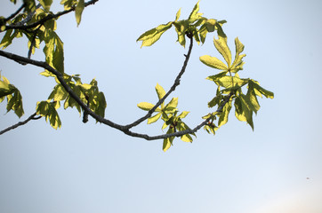 Chestnut Leaves