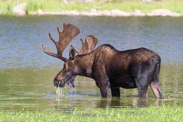 Bull Moose Feeding in a Mountain Lake. Shiras Moose in the Rocky Mountains of Colorado