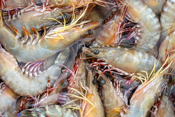 Sea fresh shrimps at street market in Thailand. Seafood concept.