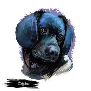 Stabyhoun Stabij one of rarest dog breeds in world on white. Digital art illustration. Animal watercolor portrait closeup isolated muzzle of pet, canine hand drawn clipart, animalistic drawing.