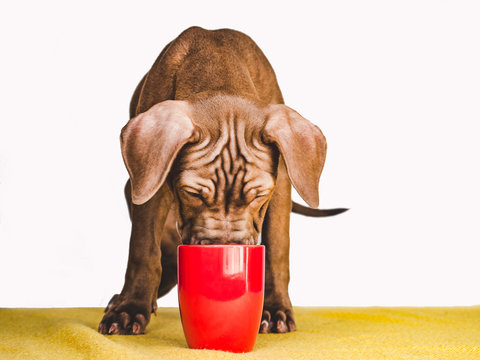Young, charming puppy, drinking water from a red mug. Close-up, side view, white background. Studio photo. Concept of care, education, training and raising of animals