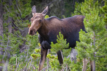 Shiras Moose in the Rocky Mountains of Colorado