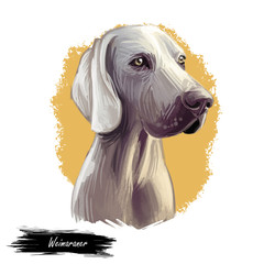Weimaraner or Grey Ghost dog breed portrait isolated on white. Digital art illustration, animal watercolor drawing of hand drawn doggy. Pet has short, hard and smooth to touch coat silver grey color
