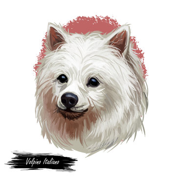 Volpino Italiano dog spitz type breed portrait isolated on white. Digital art illustration, animal watercolor drawing of hand drawn doggy for web. Small pet with long haired coat that has white color