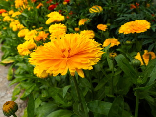 bright yellow flowers in the garden on the flowerbed