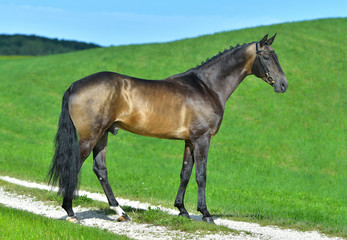 Fototapeta premium Exterior photo of buckskin akhal teke stallion in a field. Equestrian sports horse.