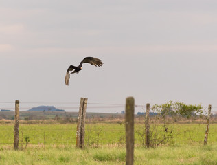 Cathartes Burrovianus Initiating flight 02