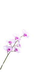 Thai orchid isolated on white background